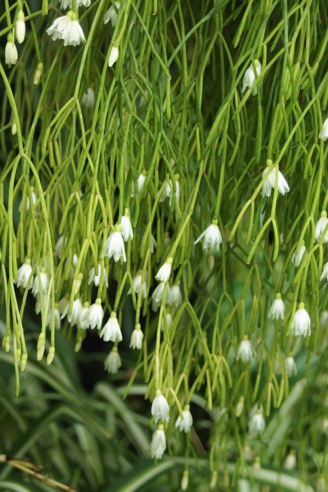 Rhipsalis cassutha