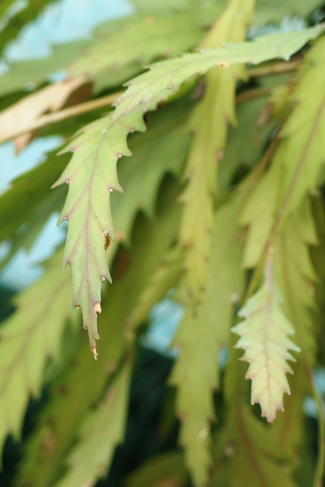 Rhipsalis houlletiana