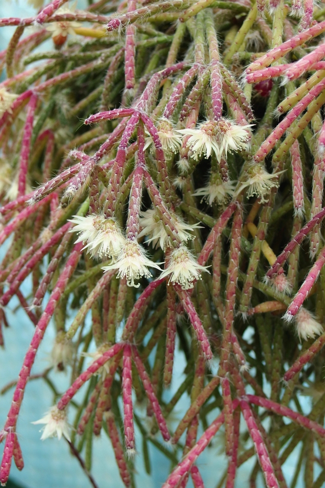 Rhipsalis pilocarpa