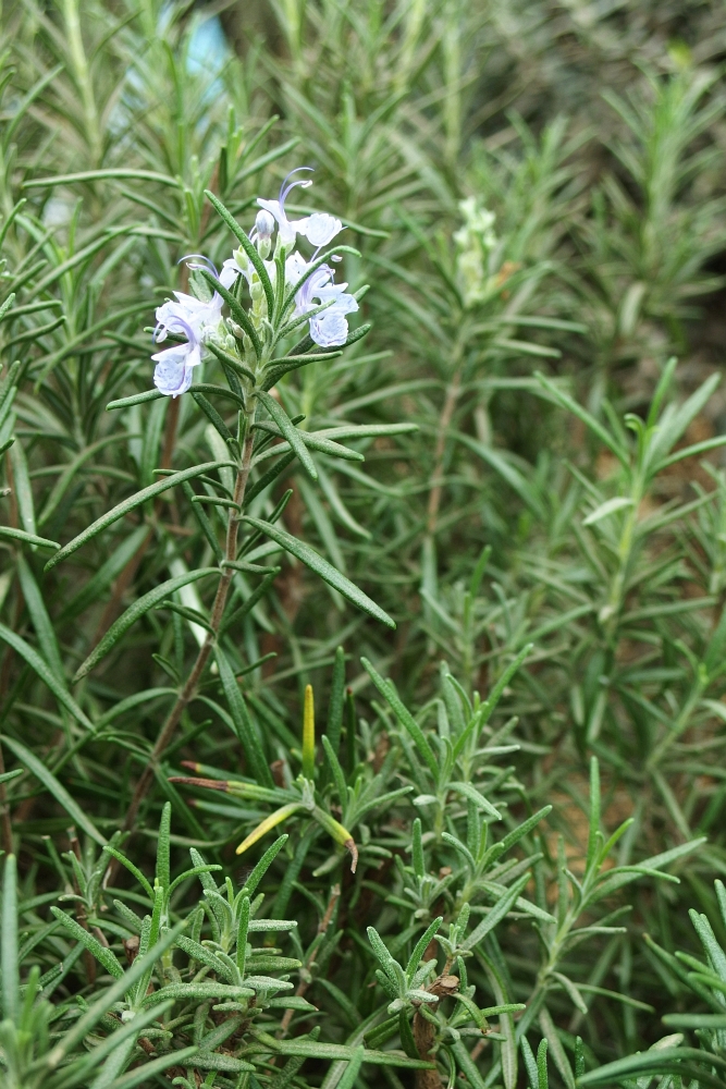 Rosmarinus officinalis