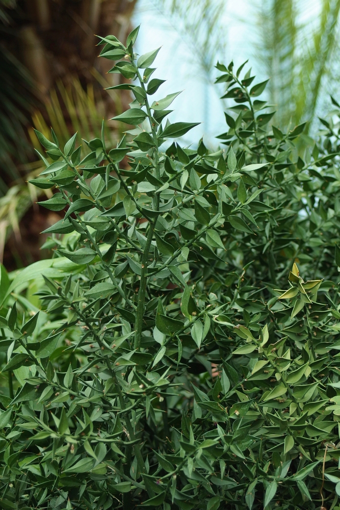 Ruscus aculeatus