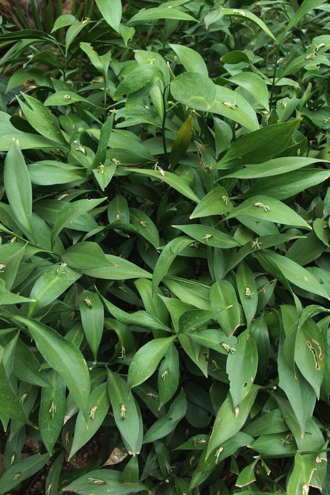 Ruscus hypoglossum