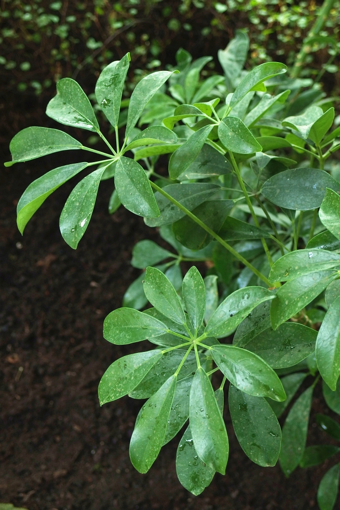 Schefflera arboricola