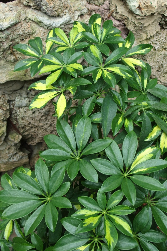 157.	Schefflera arboricola Variegata