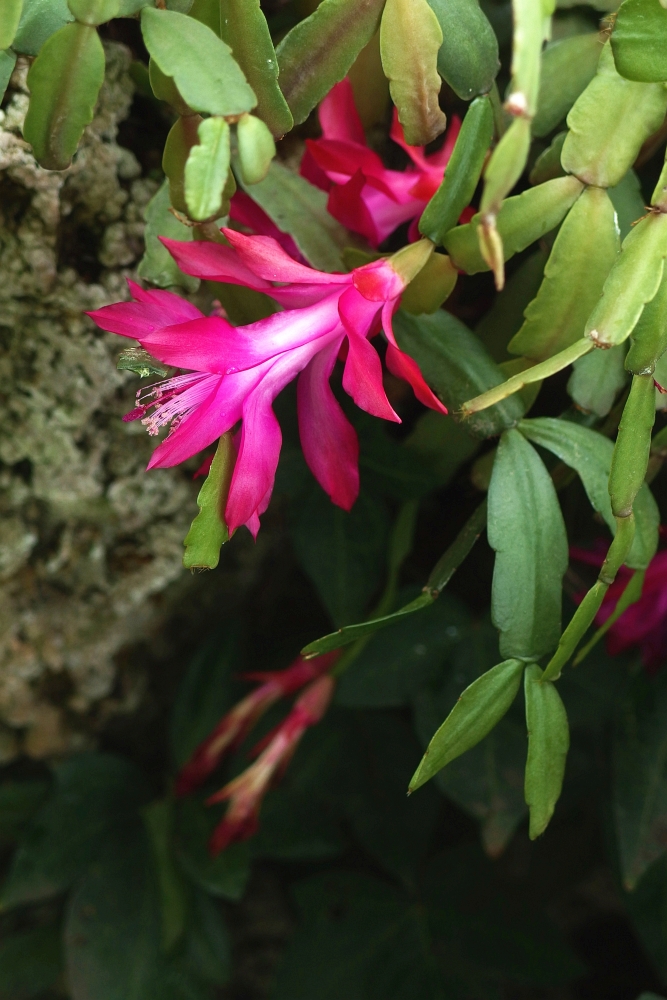 Szlumbergera ucięta