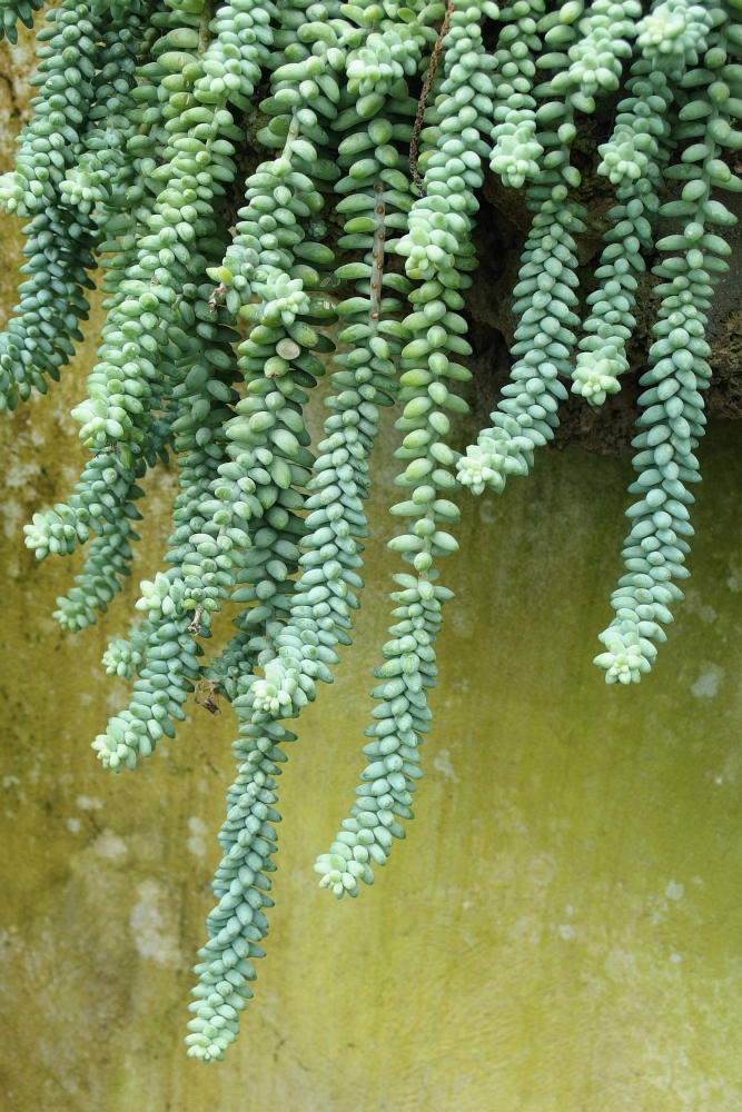 Sedum morganianum