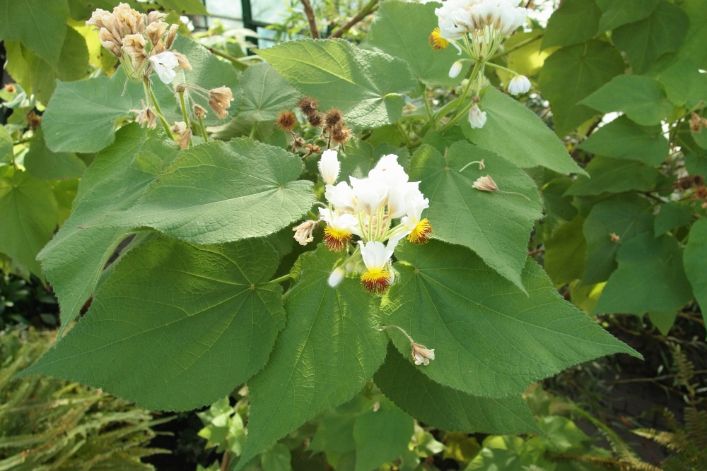 Sparrmannia africana