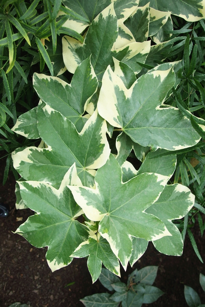 Fatsjobluszcz lizjański 'Variegata'