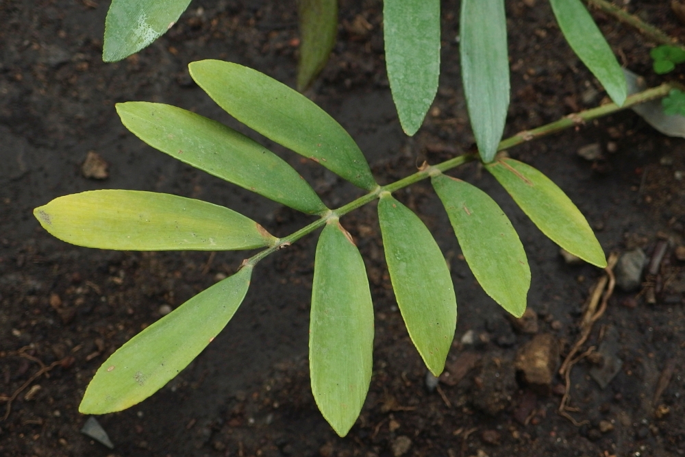 Zamia furfuracea